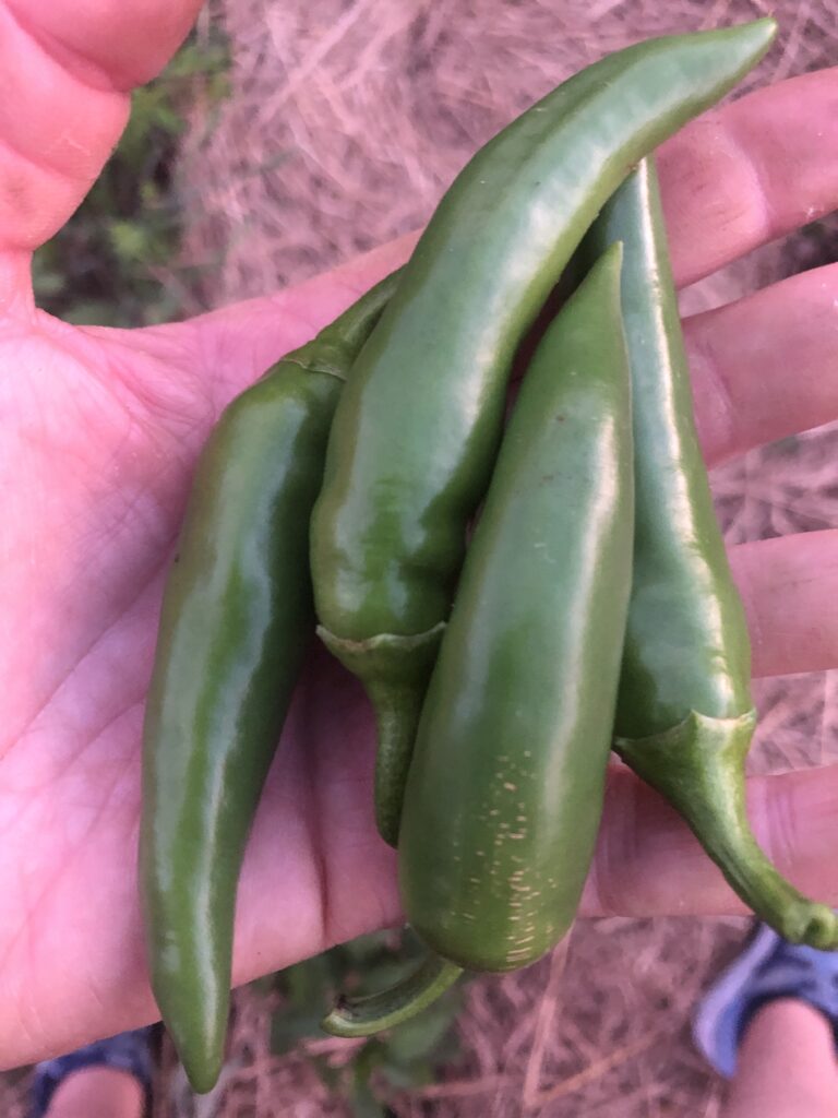 Hand holding fresh green chili peppers.