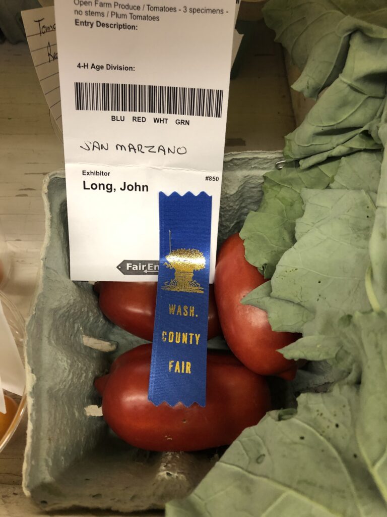 Award-winning tomatoes at Washington County Fair.
