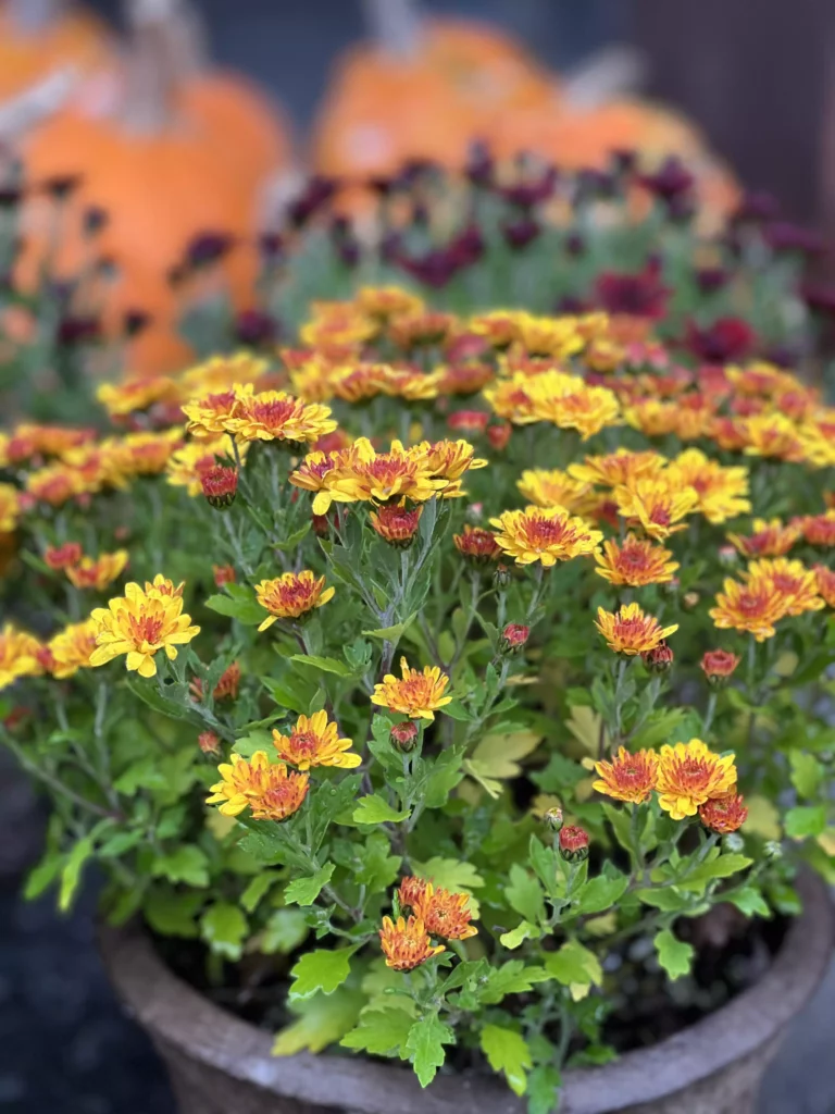 Vibrant yellow and red chrysanthemums with blurred pumpkins.