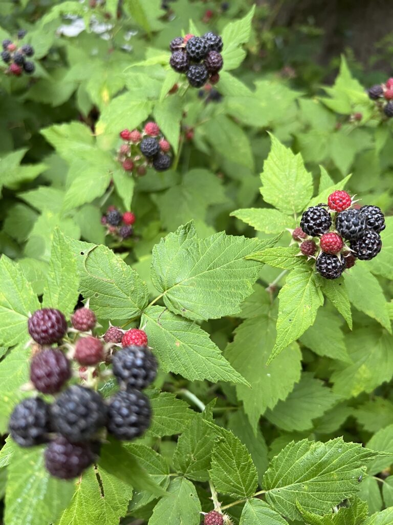 Ripe blackberries on green shrubbery.