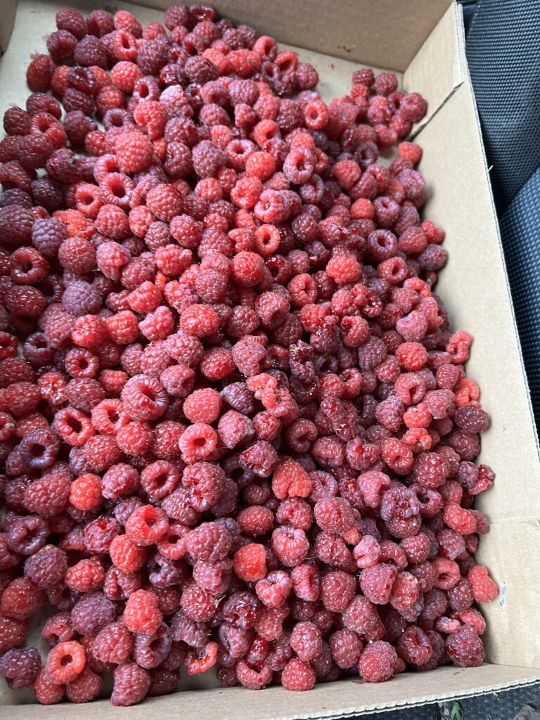 Box of fresh, ripe raspberries.