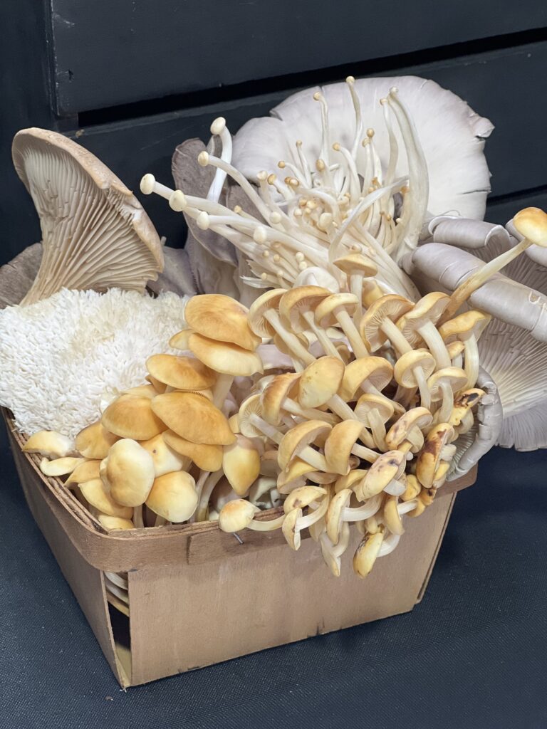 Variety of fresh edible mushrooms in basket.