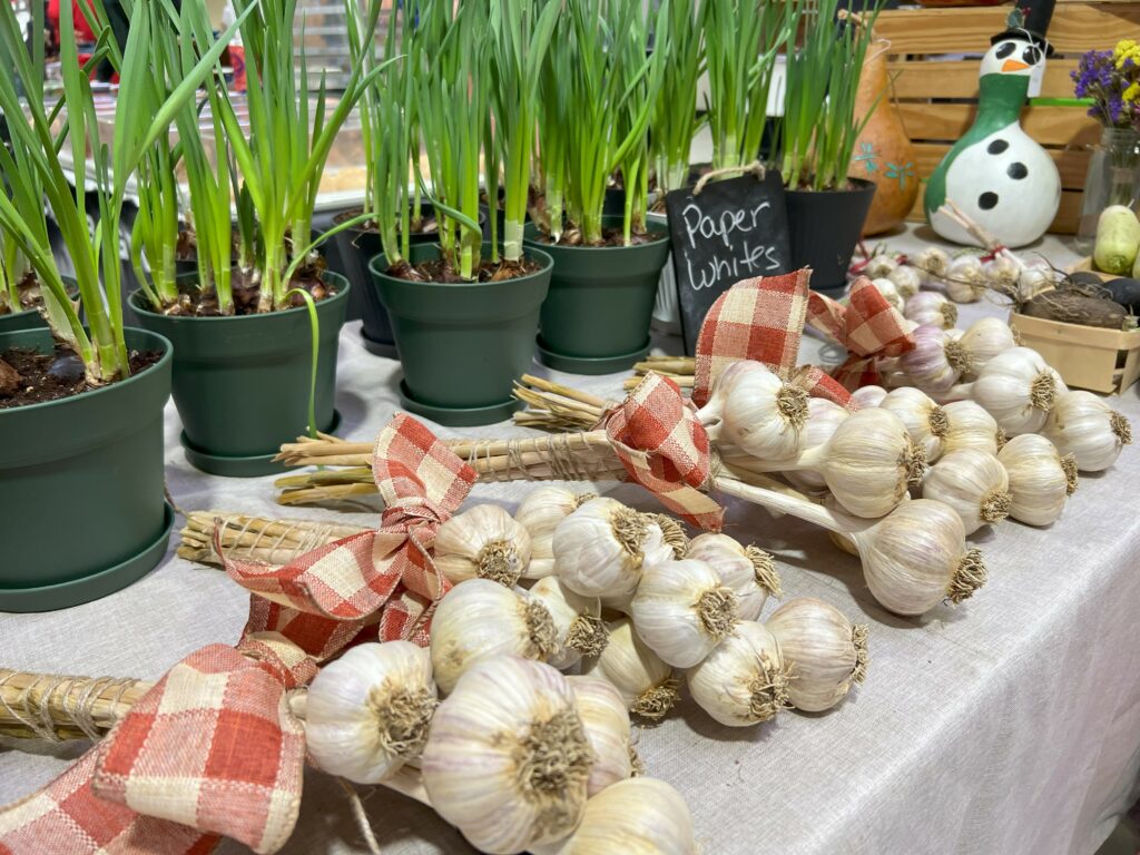 Garlic bulbs and potted green plants on table.